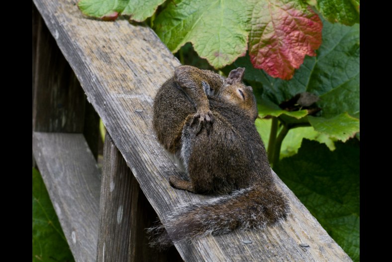 Nap Time